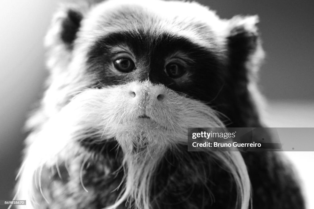 Portrait of emperor tamarin monkey looking at camera