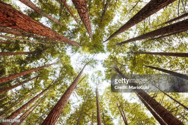 redwood bos - sequoia stockfoto's en -beelden