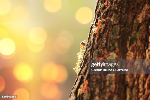 close-up portrait of ants climbing up a tree against bright blurred background - gold bug stock pictures, royalty-free photos & images