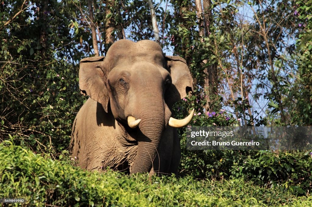 Low angle portrait of wild elephant in tea plantation