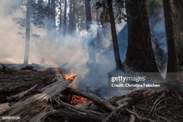 Management fire in Yosemite National Park