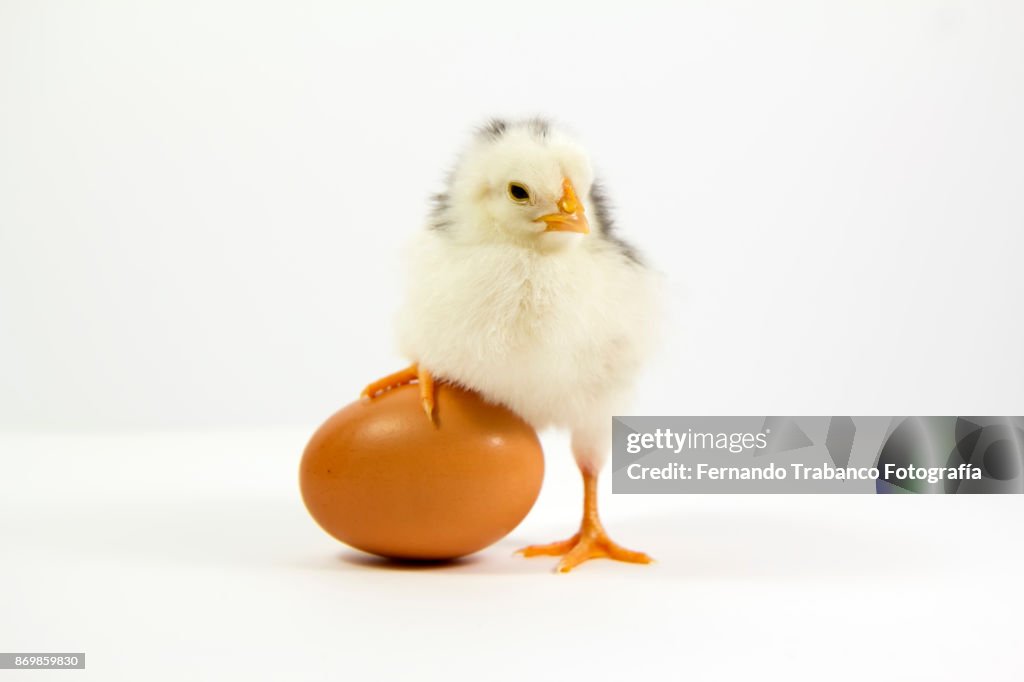 Little chick and his brother inside the egg