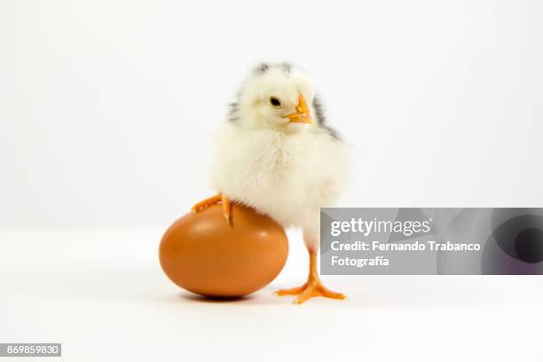 little chick and his brother inside the egg - funny rooster ストックフォトと画像