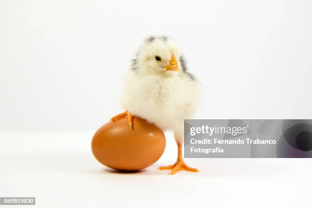 little chick and his brother inside the egg - new born chicken stock pictures, royalty-free photos & images