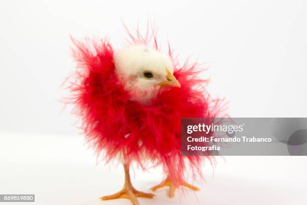 chick with red feather boa - boa persoonlijk accessoire stockfoto's en -beelden