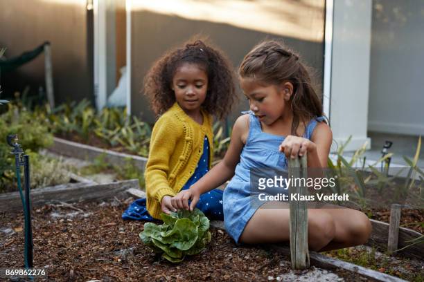 Two girls exploring salat in vegetable garden