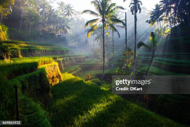 terrazas de tegallalang rice al amanecer - campo de arroz fotografías e imágenes de stock