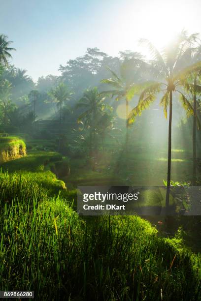 tegallalang rice terraces at sunrise - ubud stock pictures, royalty-free photos & images