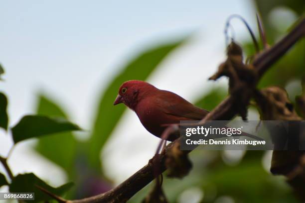 Fire Finch Fire Finch Photos and Premium High Res Pictures - Getty Images