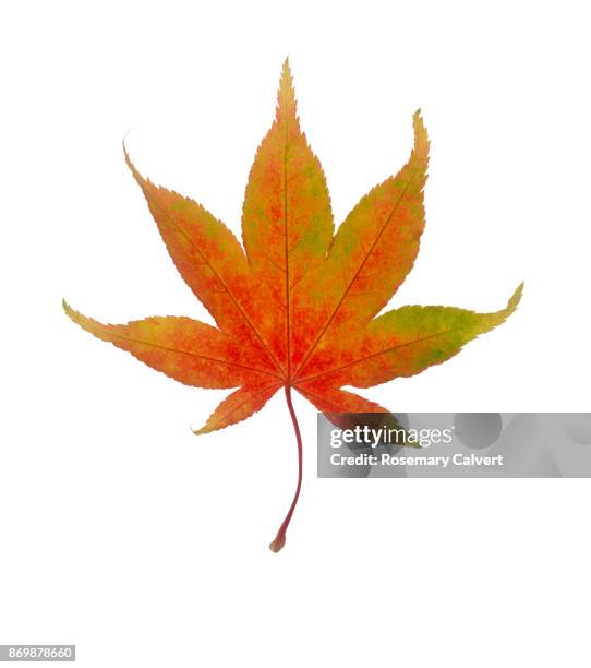 beautiful maple leaf in bright autumn color, on white. - autumn leaves stock pictures, royalty-free photos & images