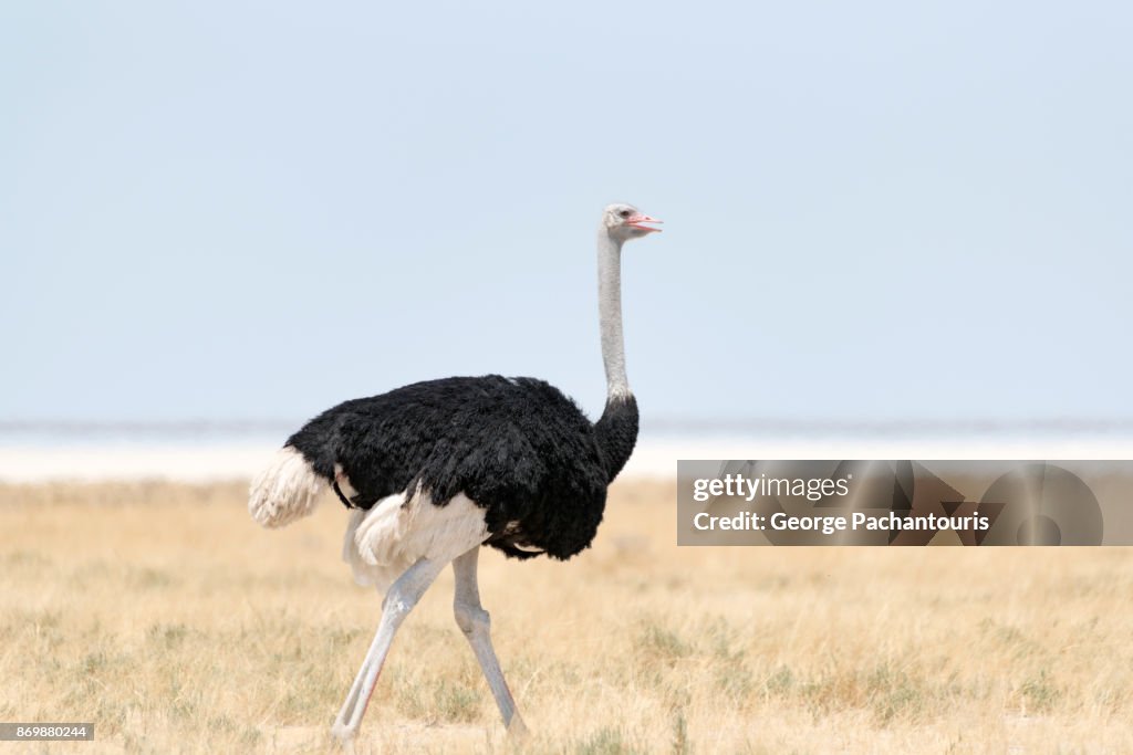 Ostrich in Etosha national park, Namibia
