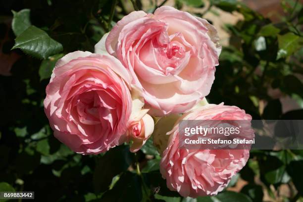 italy, old pink roses - roseto foto e immagini stock