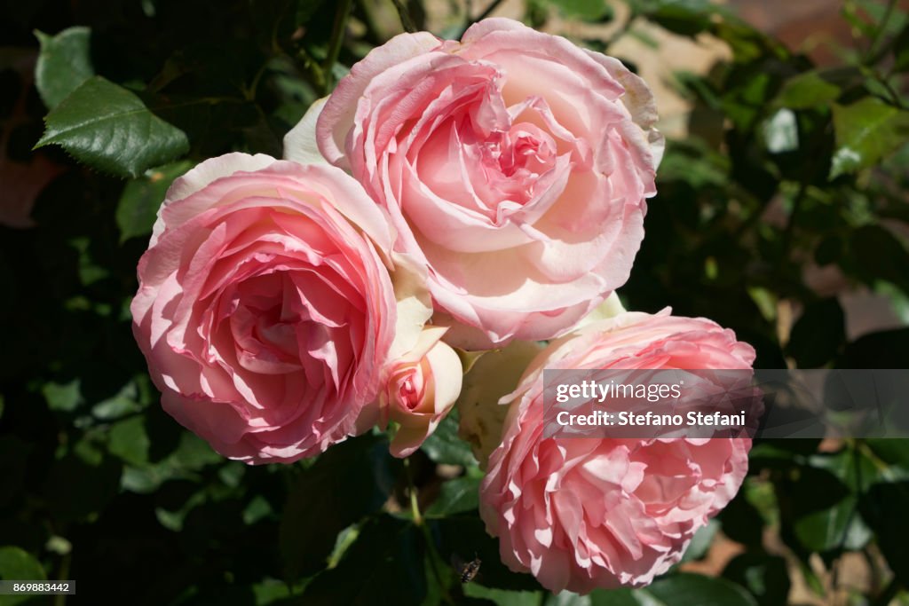 Pink Roses Rome Italy Old Pink Roses High-Res Stock Photo - Getty Images