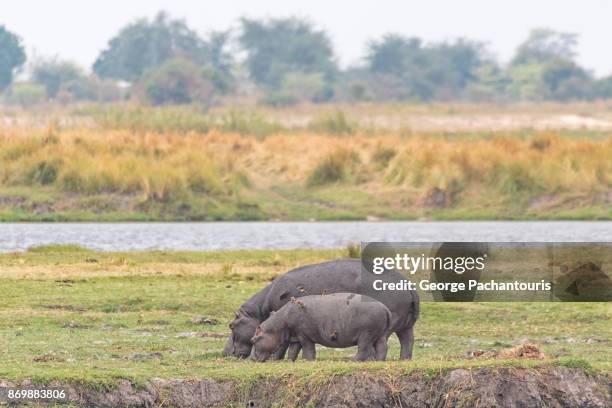 hippopotamuses grazing in chobe national park, botswana - baby hippo stock pictures, royalty-free photos & images