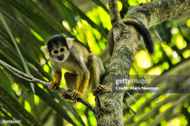 squirrel monkey - amazon rainforest stock pictures, royalty-free photos & images