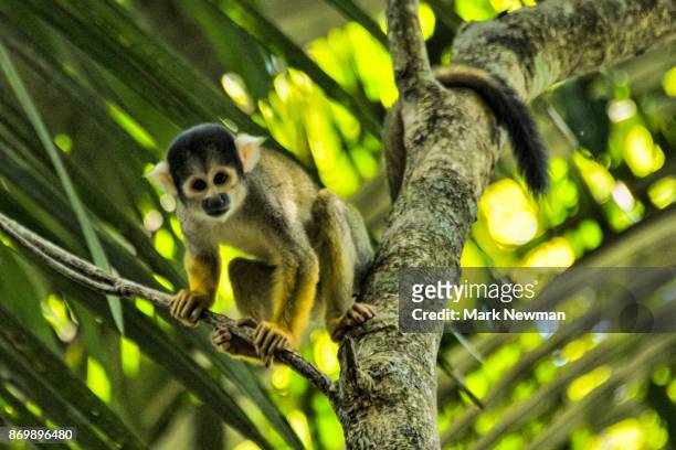 squirrel monkey - dödskalleapa bildbanksfoton och bilder