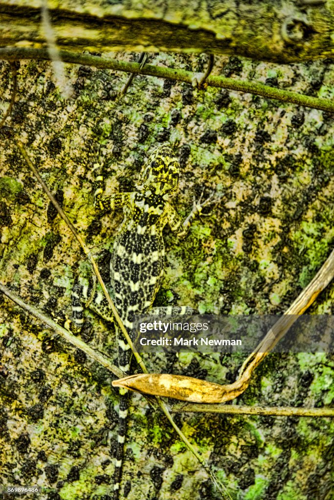 Gecko in Peruvian Amazon