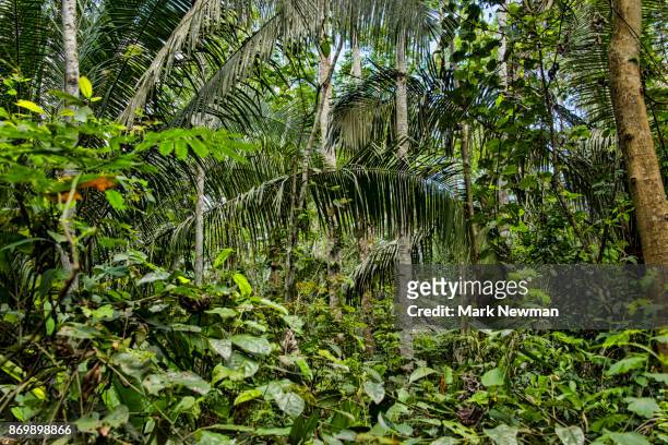 peruvian amazon jungle - amazon jungle photos et images de collection