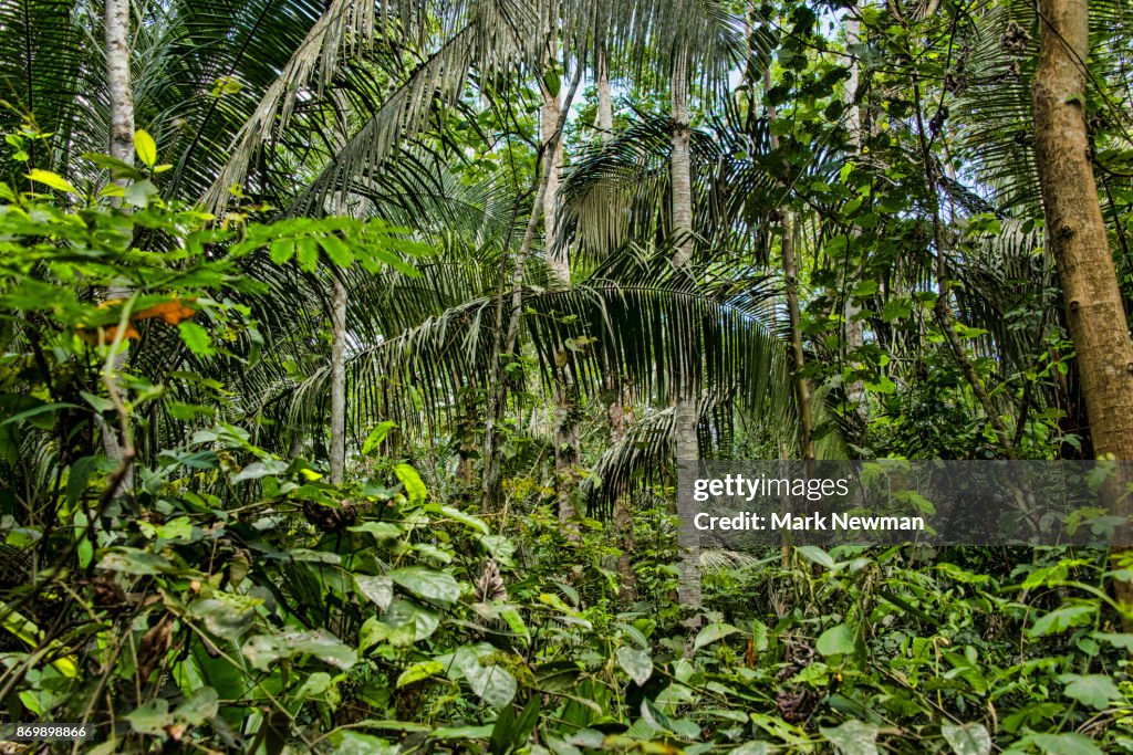Peruvian Amazon jungle