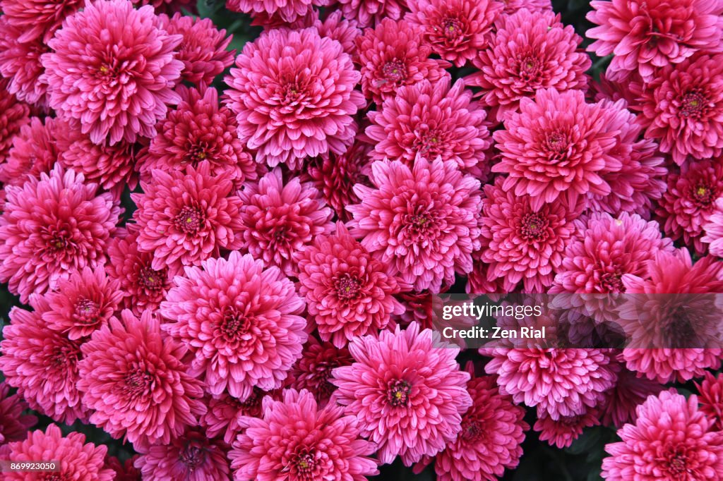 Pink Chrysanthemum, also called Mums or Chrysanths