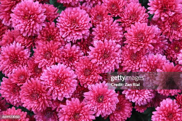 pink chrysanthemum, also called mums or chrysanths - chrysanthemum stock pictures, royalty-free photos & images
