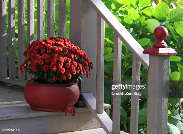 orange chrysanthemum blooming profusely on a planter - chrysanthemum stock pictures, royalty-free photos & images