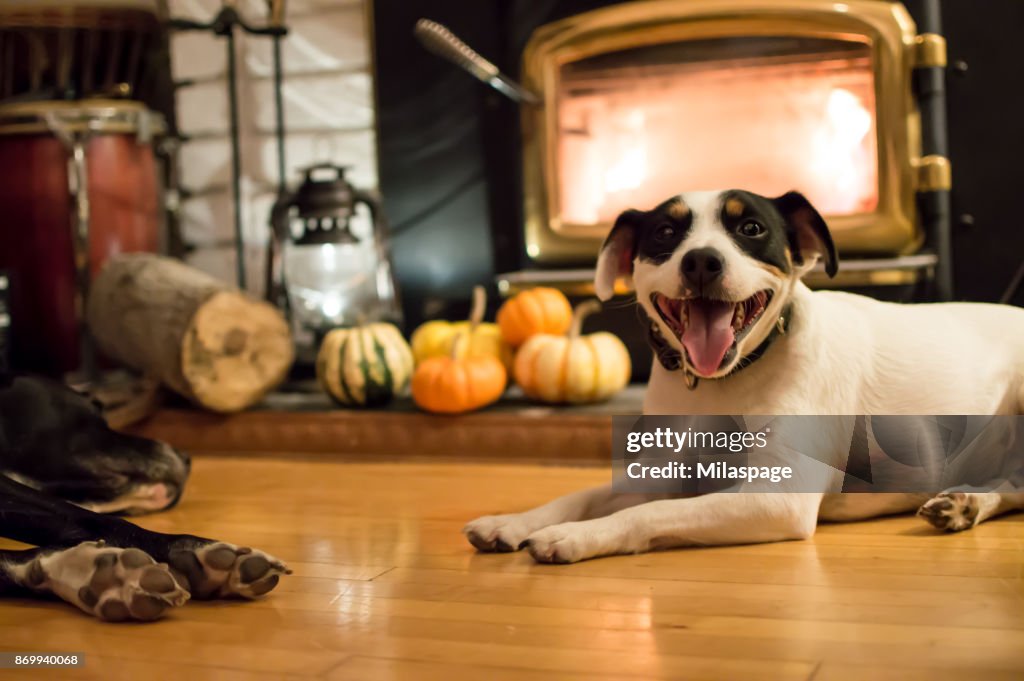 Happy Dogs near fireplace in autumn with Thanksgiving pumpkins in background