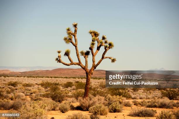 joshua tree at mojave desert, california state, usa - joshua tree stock pictures, royalty-free photos & images