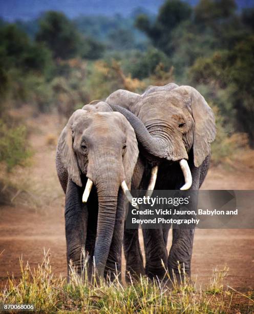 elephant buddies in amboseli, kenya - cute animals cuddling - fotografias e filmes do acervo