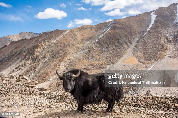 yak can be found in ladakh region, india. - yak stockfoto's en -beelden