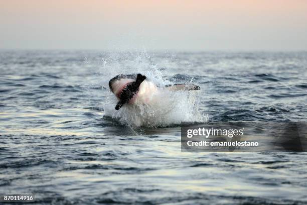 breaching great white shark - great white shark 個照片及圖片檔