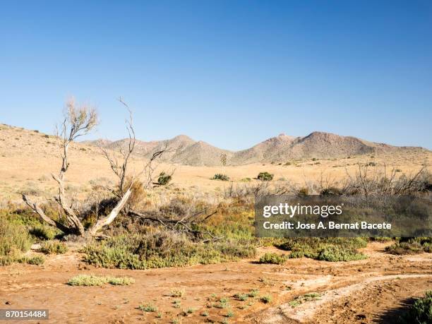 arid and desert landscape, with dunes of sand, plants, shrubs and dry trunks of tree, a sunny day with blue sky. cabo de gata - nijar natural park,  biosphere reserve, almeria,  andalusia, spain - cabo de gata fotografías e imágenes de stock