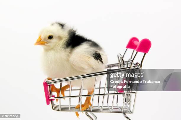 baby chick inside a shopping cart - scared chicken stock pictures, royalty-free photos & images