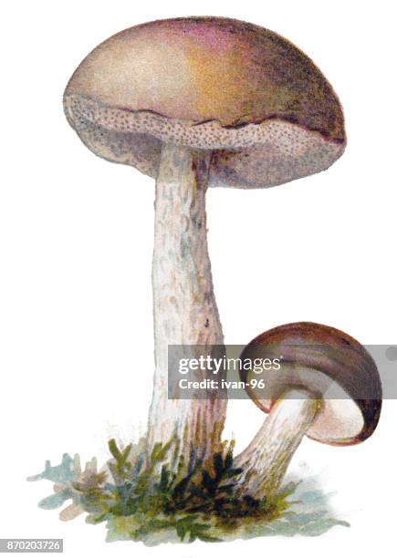 mushroom rough-stemmed bolete, scaber stalk, birch bolete - birch bolete stock illustrations