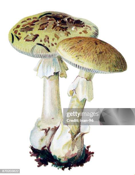 mushroom death cap - amanita phalloides stock illustrations