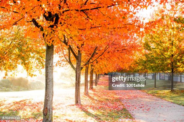 im herbst farbige ahornblatt vancouver mit nebel - canadian maple trees from below stock-fotos und bilder