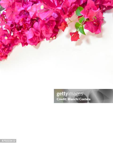 bouganvillea's flowers on white background - bougainvillea stock pictures, royalty-free photos & images