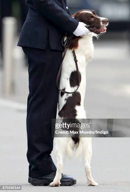 Max' a Springer Spaniel police dog jumps up and paws at his handler during the Metropolitan Police Service Passing Out Parade for new recruits at the...