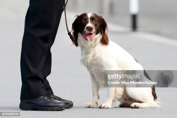 Max' a Springer Spaniel police dog seen during the Metropolitan Police Service Passing Out Parade for new recruits at the Metropolitan Police Service...