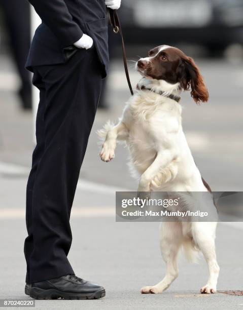 Max' a Springer Spaniel police dog jumps up and paws at his handler during the Metropolitan Police Service Passing Out Parade for new recruits at the...