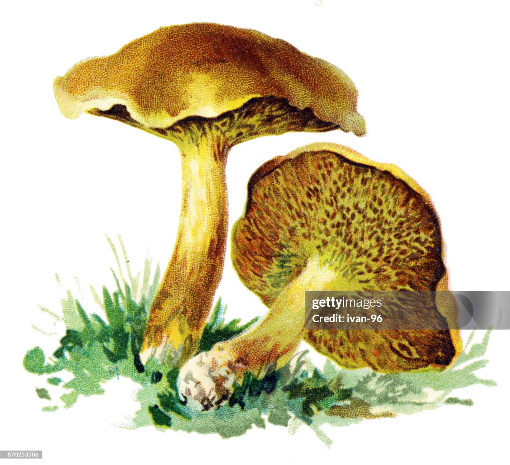Mushroom Jersey cow mushroom, bovine bolete