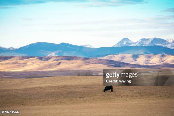 alberta heuvels en bergen met vee en graslanden - foothills stockfoto's en -beelden