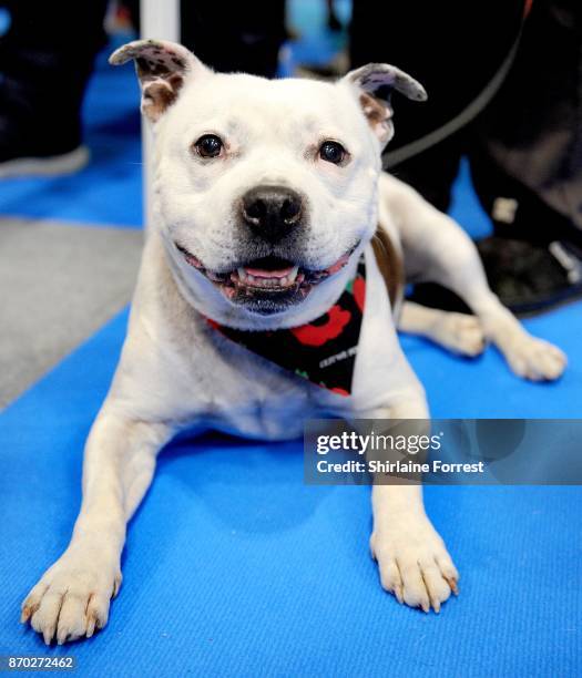 Louis, a Staffordshire Bull Terrier attends the National Pet Show at The NEC Arena on November 4, 2017 in Birmingham, England.