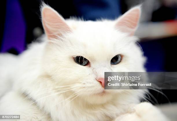Snow, a Siberian cat attends the National Pet Show at The NEC Arena on November 4, 2017 in Birmingham, England.