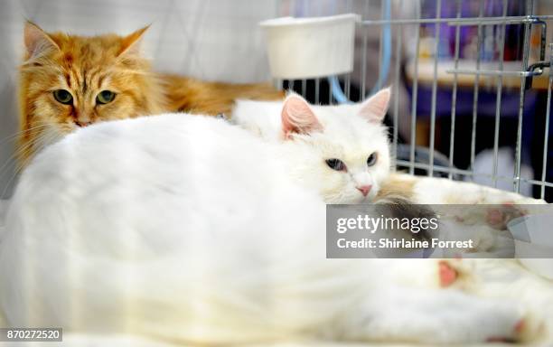 Snow, a Siberian cat and friend attend the National Pet Show at The NEC Arena on November 4, 2017 in Birmingham, England.