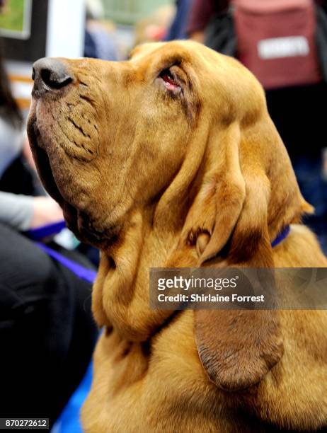 Howard, a Bloodhound attends the National Pet Show at The NEC Arena on November 4, 2017 in Birmingham, England.