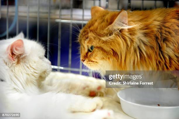 Snow, a Siberian cat and friend attend the National Pet Show at The NEC Arena on November 4, 2017 in Birmingham, England.
