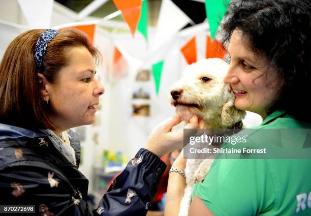 Melissa, a Lagotto Romagnolo attends the National Pet Show at The NEC Arena on November 4, 2017 in Birmingham, England.