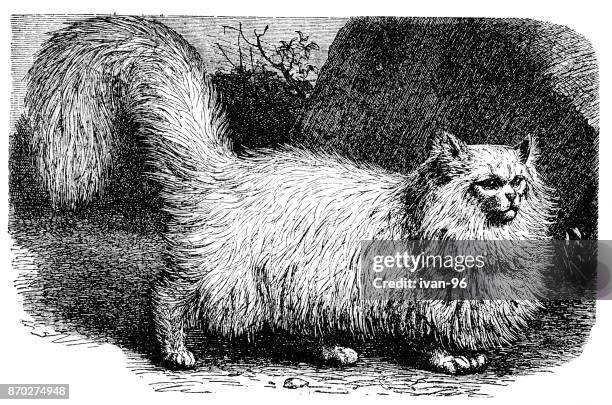 siberian cat - siberian cat stock illustrations