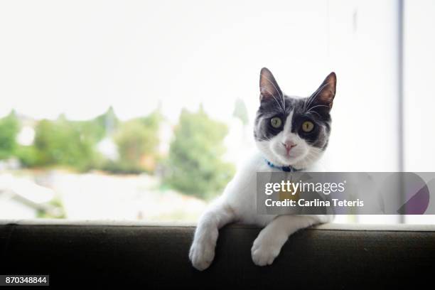 cat sitting on the back of a sofa in front of a window - neckwear stockfoto's en -beelden